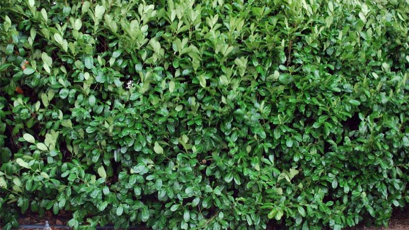 Prunus laurocerasus Rotundifolia