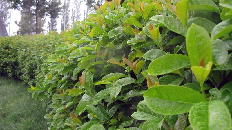 Prunus laurocerasus laurel cerezo