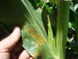 Puccinia sorghi enfermedades del máiz roya del maíz