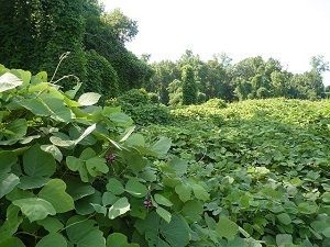Pueraria lobata kuzu 1