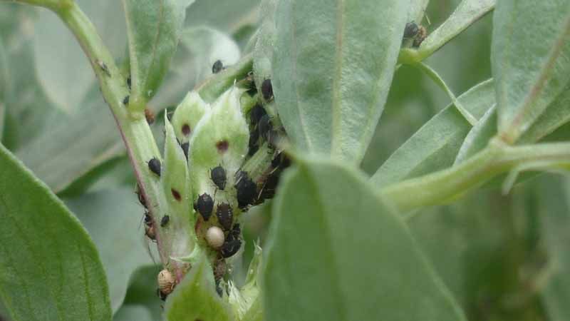 Pulgón negro en planta