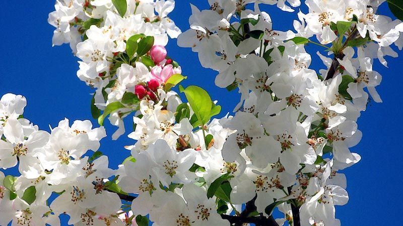 Pyrus calleryana
