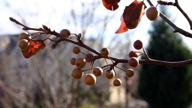 Pyrus calleryana