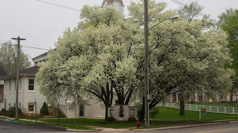 Pyrus calleryana