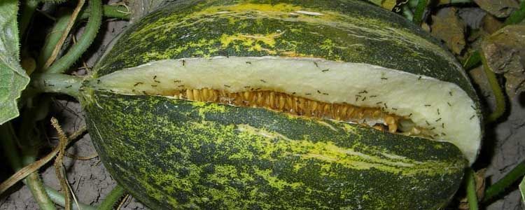 Rajado del melón fisiopatías