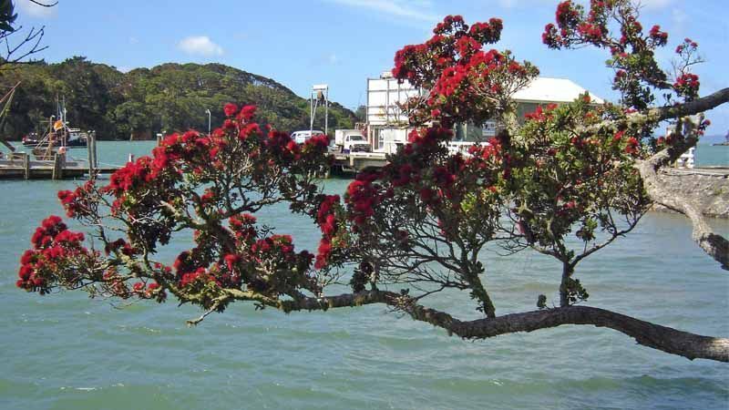 Rama de pohutukawa