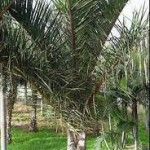 Raphia australis Tipos de palmeras