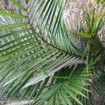 Ravenea albicans Tipos de palmeras
