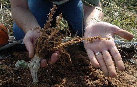 Raíces afectadas por presencia de nematodos