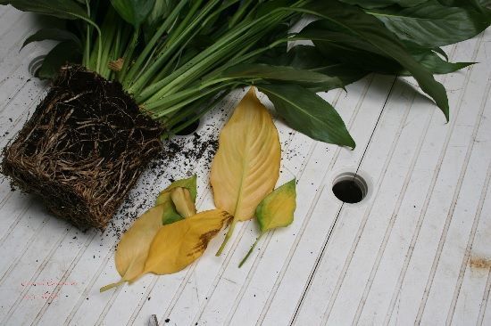 Raíces desnudas de Spathiphyllum Raíces desnudas de Spathiphyllum