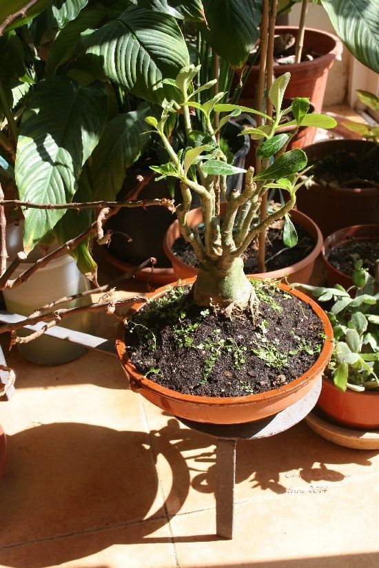 Resultado final trasplante Adenium obesum Resultado final trasplante Adenium obesum