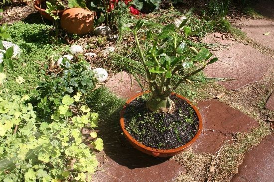 Resultado trasplante Adenium obesum Resultado trasplante Adenium obesum