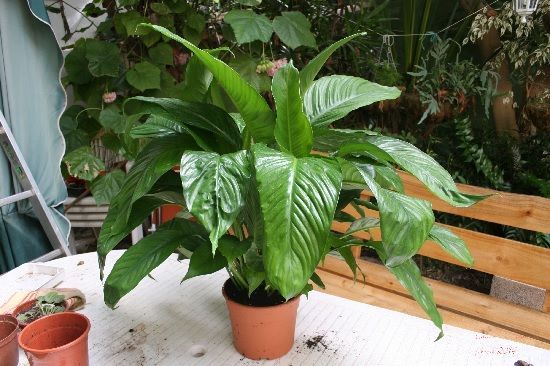 Resultado trasplante Spathiphyllum
