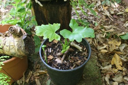 Resultados esquejado de plantas