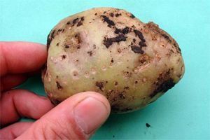 Rhizoctonia solani Rhizoctonia solani