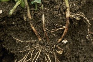 Rhizoctonia solani Rhizoctonia solani