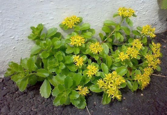 Rhodiola rosea en el huerto