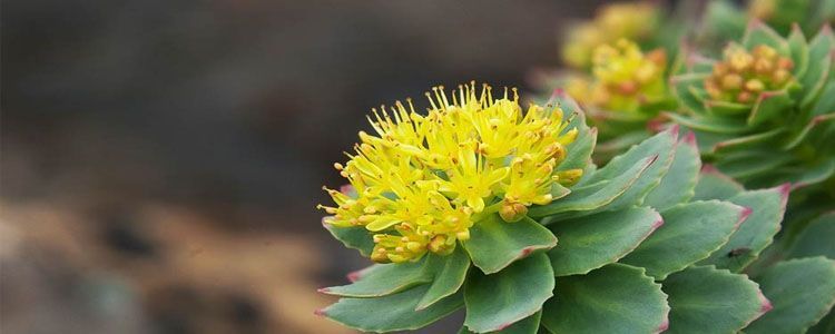 Rhodiola rosea planta medicinal