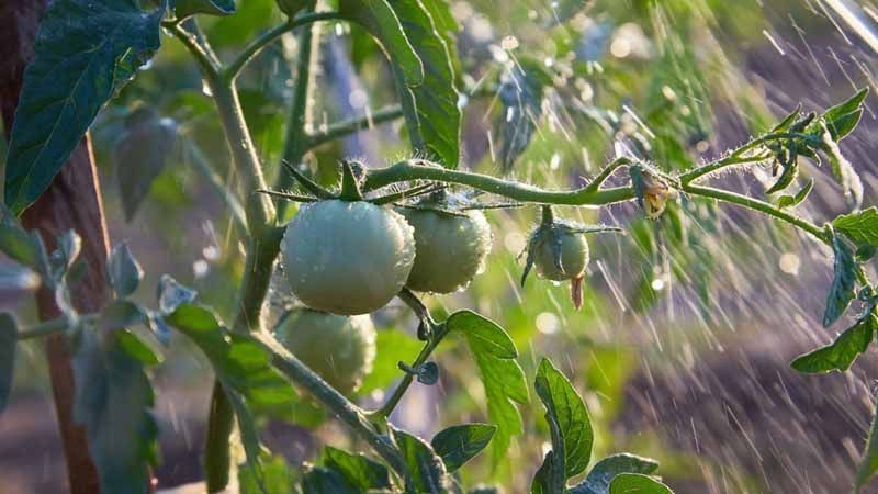 Riego del tomate