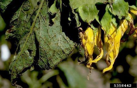 Enfermedades del girasol roya