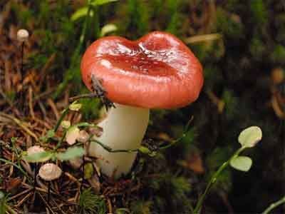 Russula emetica setas venenosas Russula emetica setas venenosas