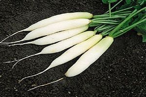 Rabanitos blancos Rabanitos blancos