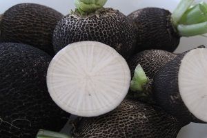 Rábano negro Rábano negro