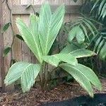 Salacca magnifica Tipos de palmeras