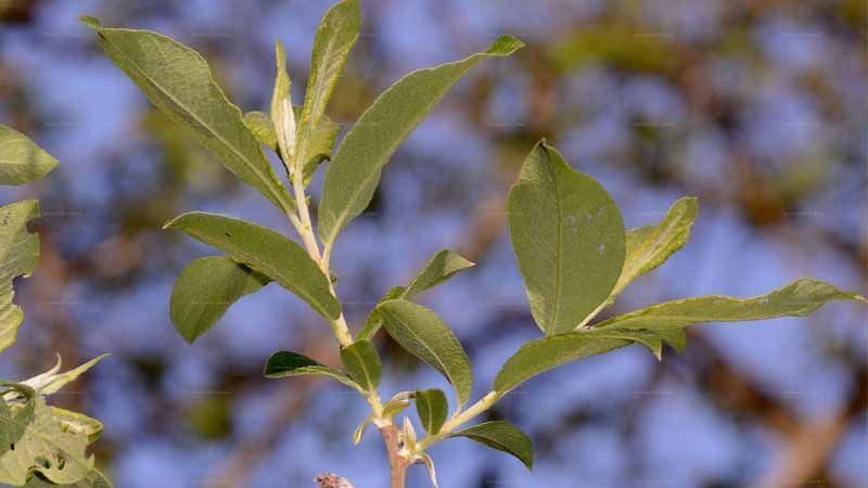 Salix atrocinerea hojas