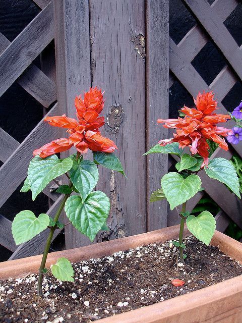Salvia roja en maceta