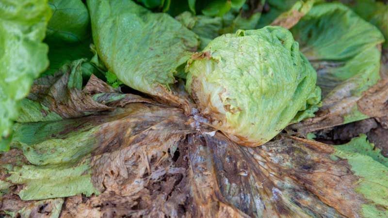 Sclerotinia en lechuga