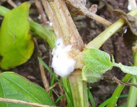 Sclerotinia sclerotiorum Sclerotinia sclerotiorum hongo fitopatógeno
