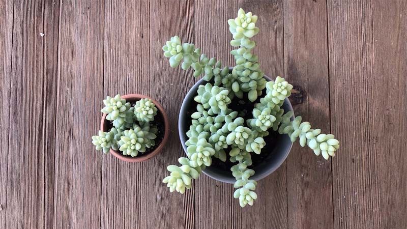 Sedum morganianum en macetas