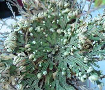 Selaginella lepidophylla