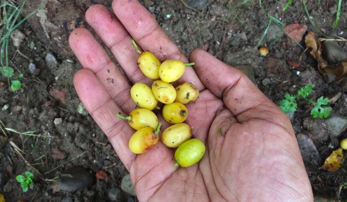 Semillas de aceite de neem plagas
