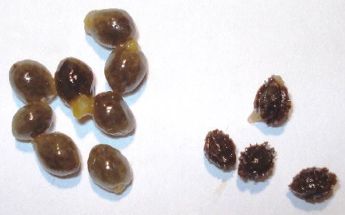Semillas de papaya