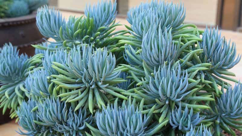 Senecio mandraliscae