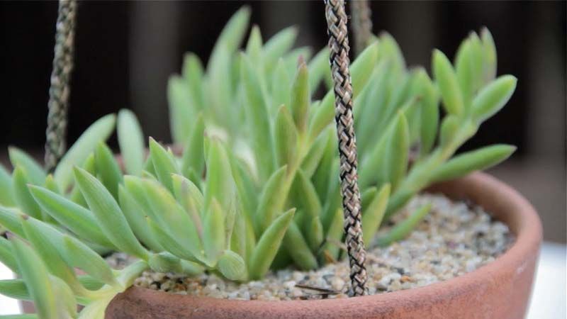 Senecio radicans