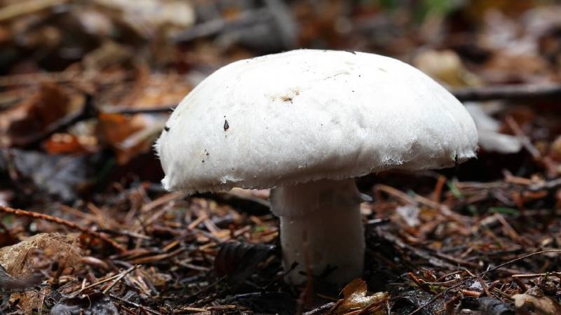Seta Agaricus campestris
