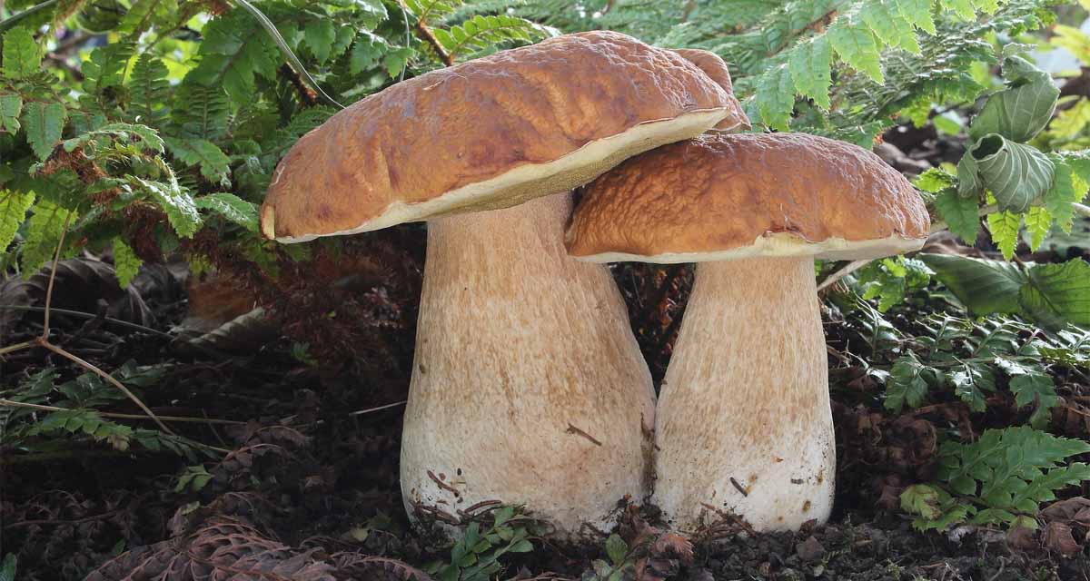 Seta Boletus edulis