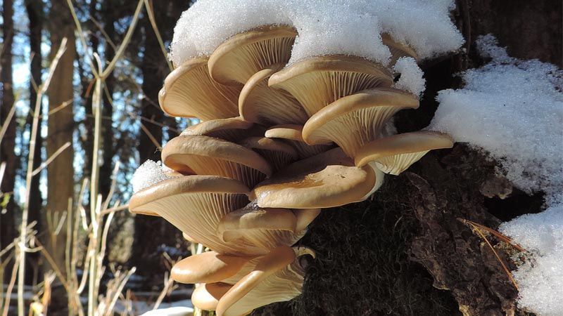 Seta Pleurotus ostreatus