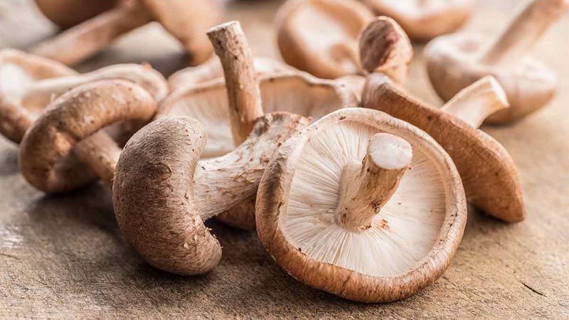 Seta Shiitake