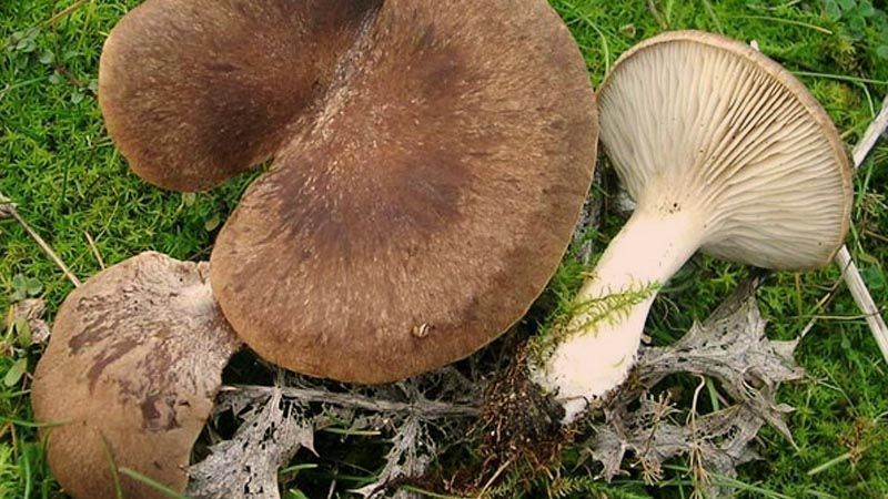 setas comestibles seta de cardo