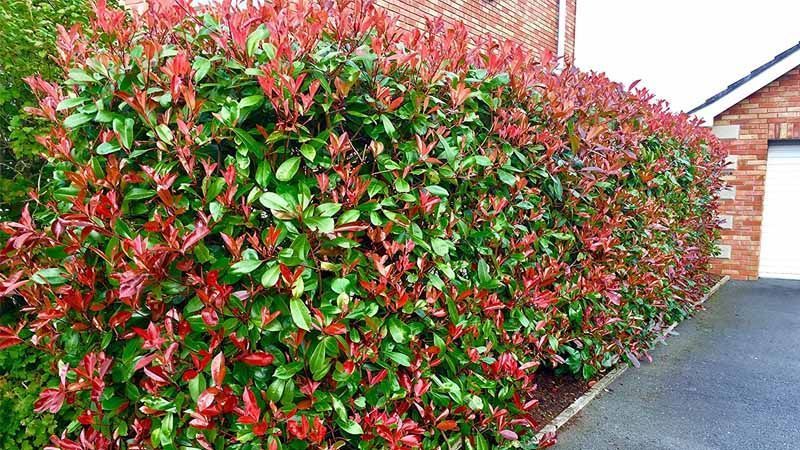 Seto Photinia