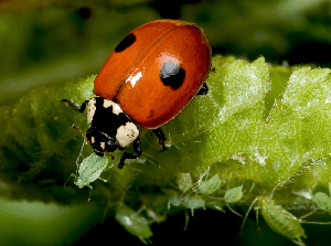 pulgón en plantas de interior mariquita