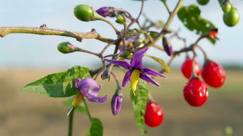 Solanum dulcamara