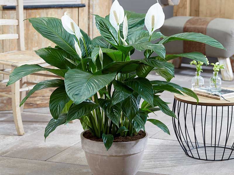 Spathiphyllum en maceta