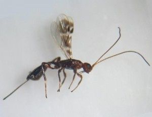 Spathius erythrocephalus gusano cabezudo