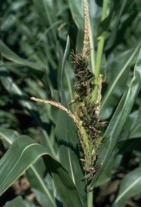 Sphacelotheca reiliana enfermedades del maíz