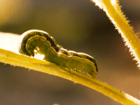 Spodoptera exigua orugas en los cultivos